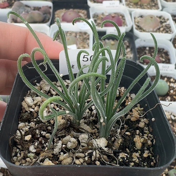 老马生石花细毛卷505