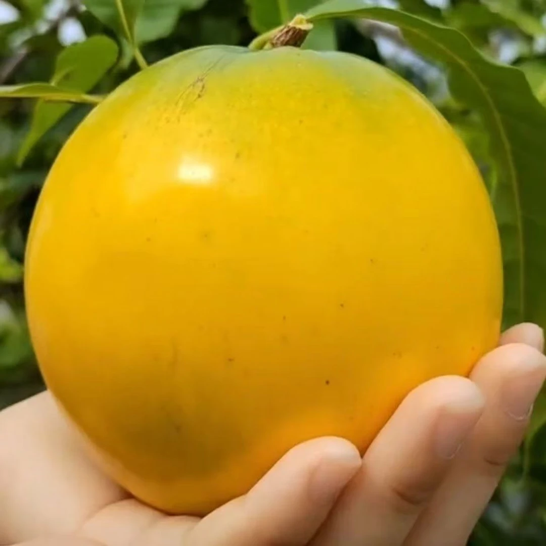 8号黄晶果丰产王嫁接苗带花一年四季结果丰产品种