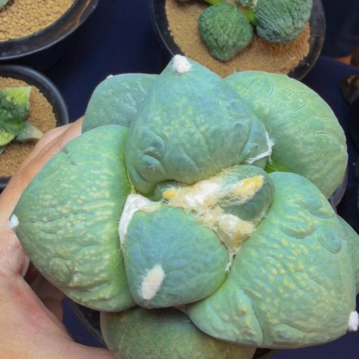 大型达摩锦叶宽5.6目前