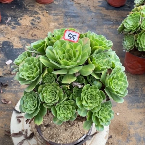 翡翠琉璃一物一拍