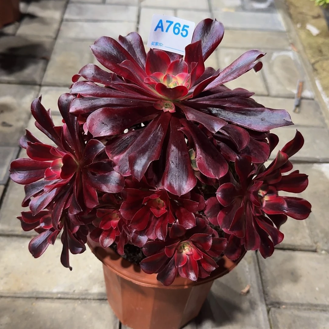 全部花朵763美杜莎33冠服24.5左右