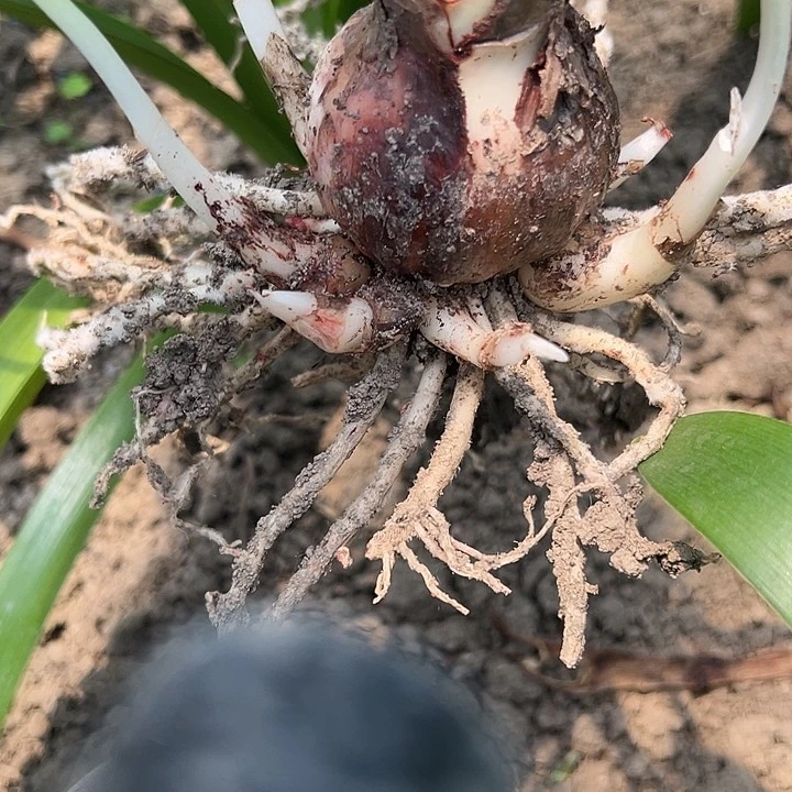 无花朵双喜，直径5，带侧