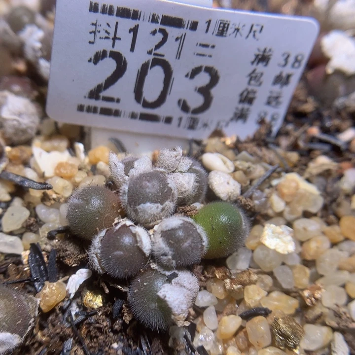 精品生石花121.203毛球