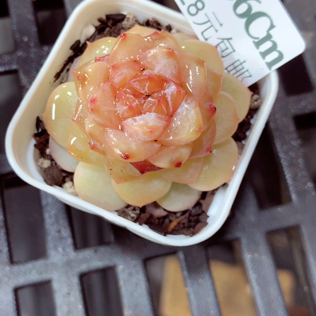 5厘米盆精控多肉406