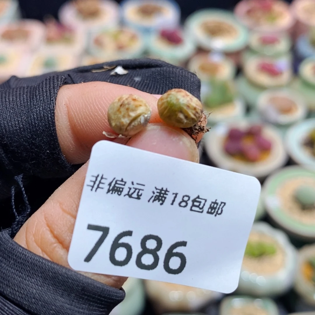 y****y7686--一物一拍
