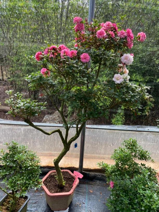 毛鹃嫁接鹃之舞耐寒耐热，包木架包邮