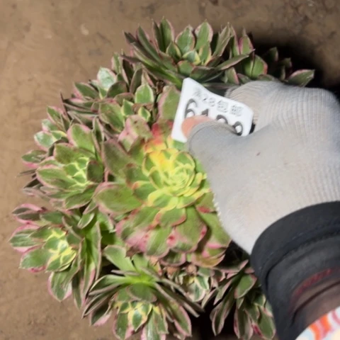 海王多肉植物法师6123法师