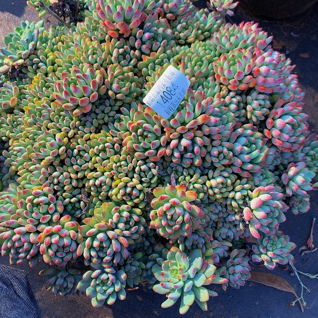 且***吟蓝苹果14084多肉多破了