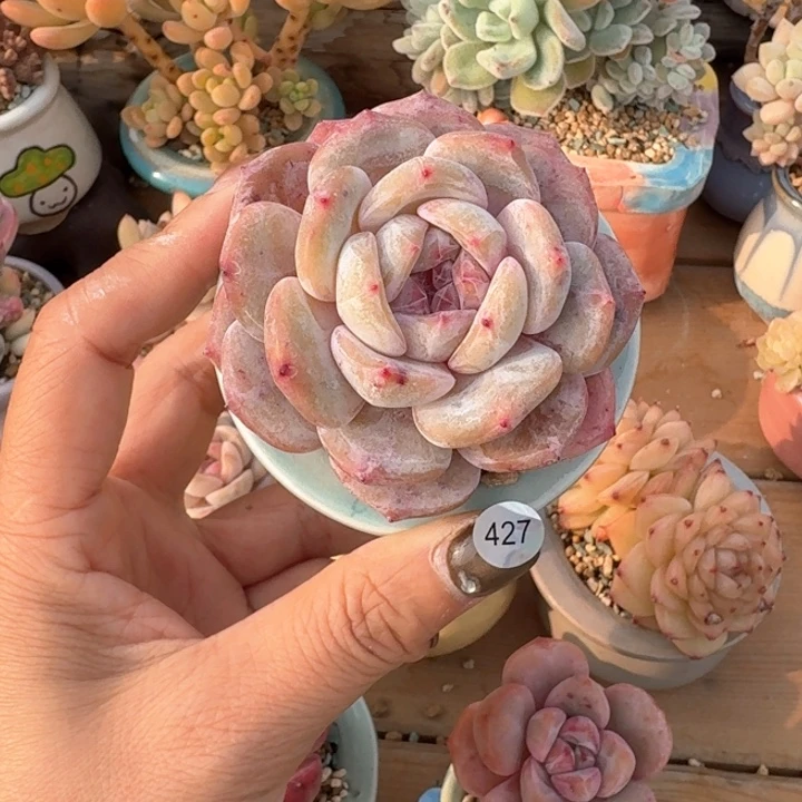 427 多肉含盆土 30元包邮 除偏远地区