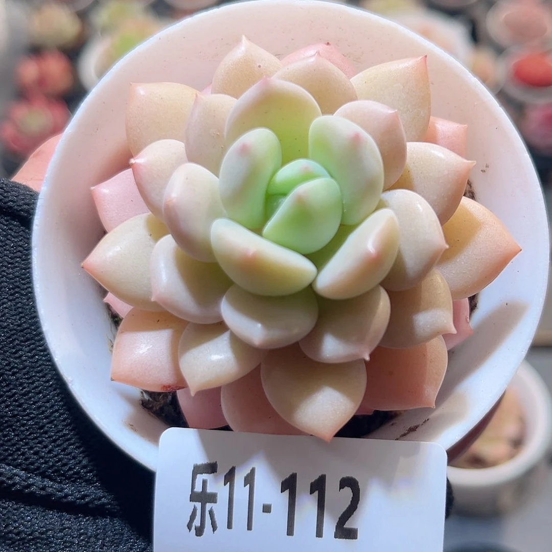 乐11-112 白玉单头