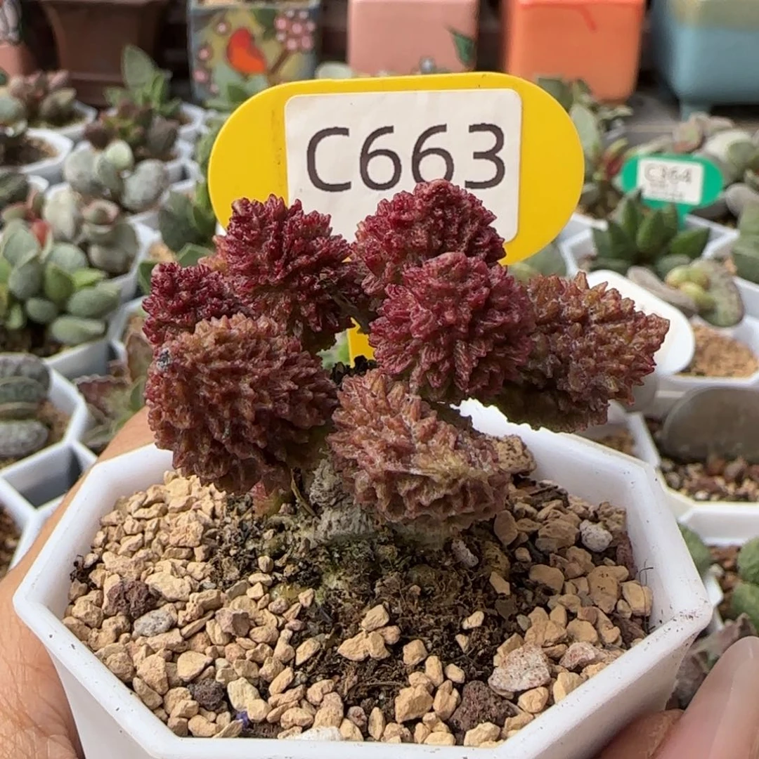 ****～福利多肉。   663。