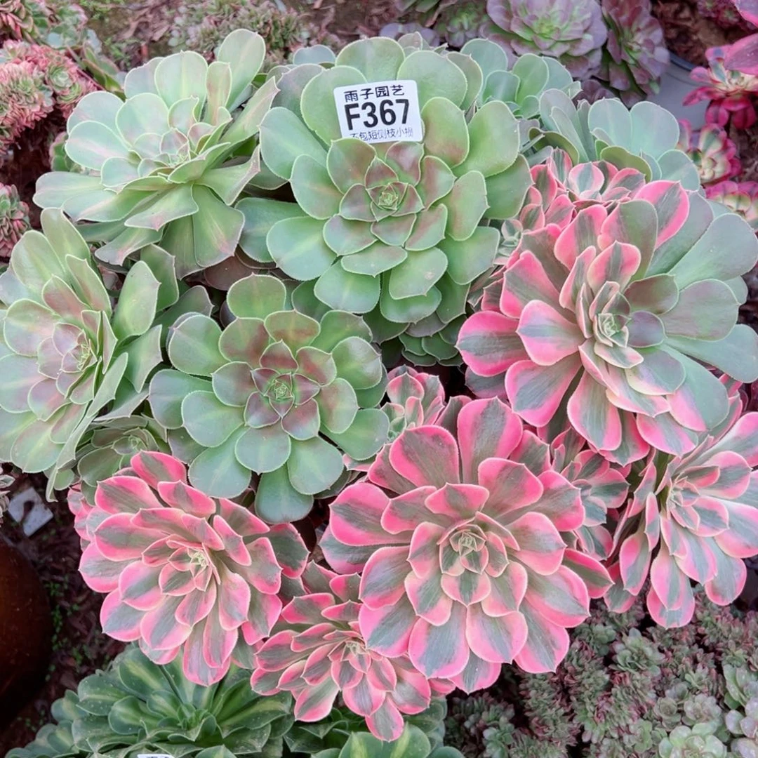 367女妖阴阳尺寸40左右