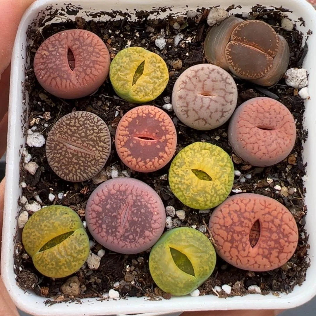 2.21好看的多肉716