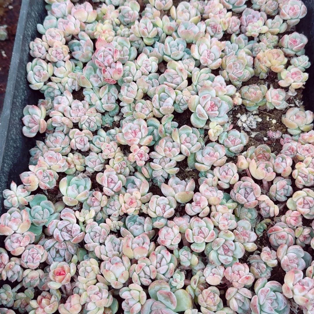 乔*杂交新品珍妮多肉26