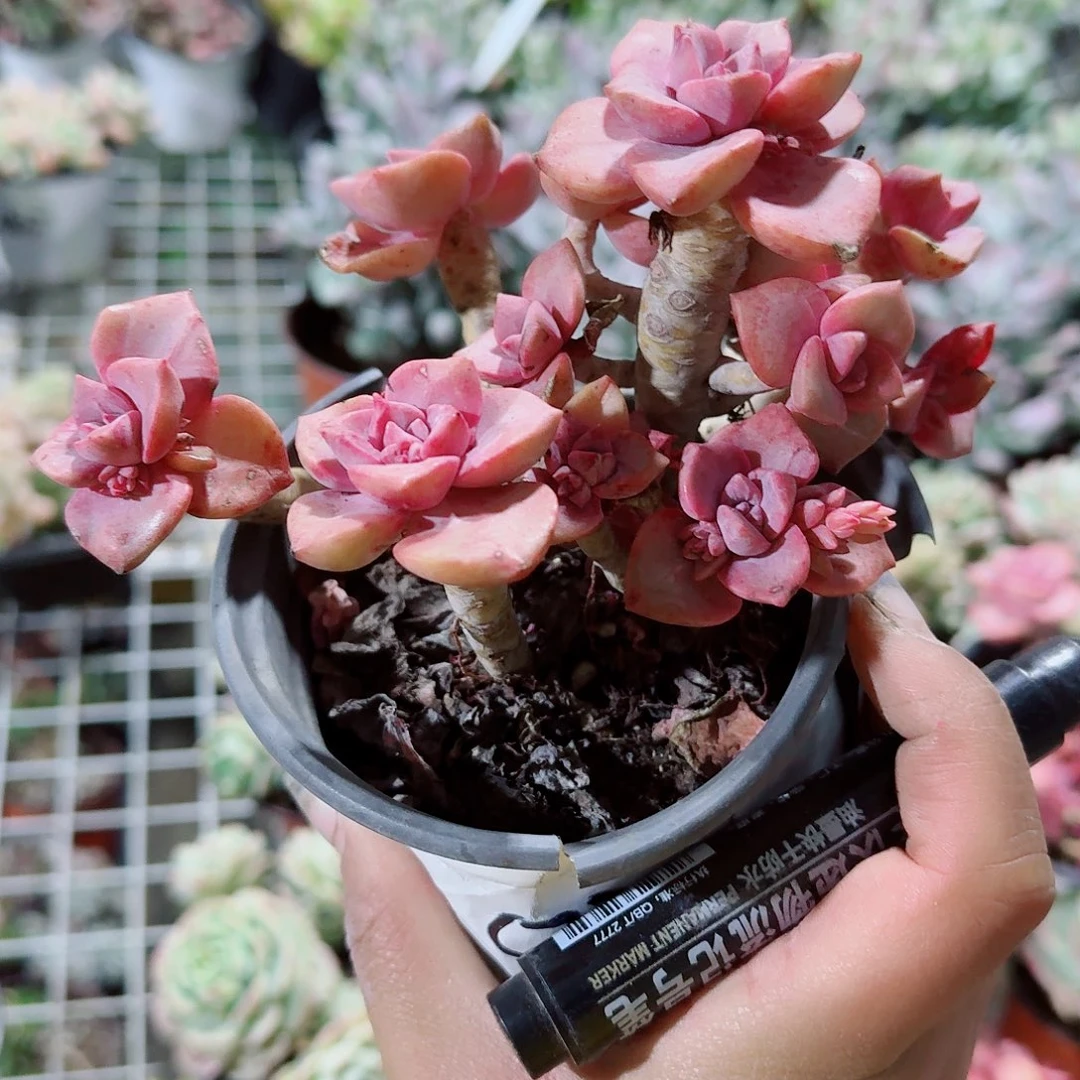 彩虹糖多肉植物精品