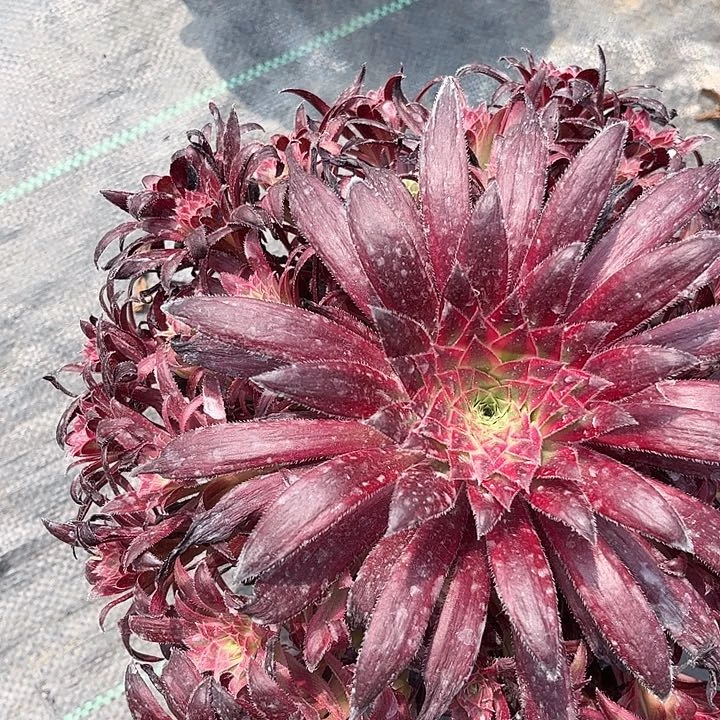 幸****6810朱雀红红火火回家