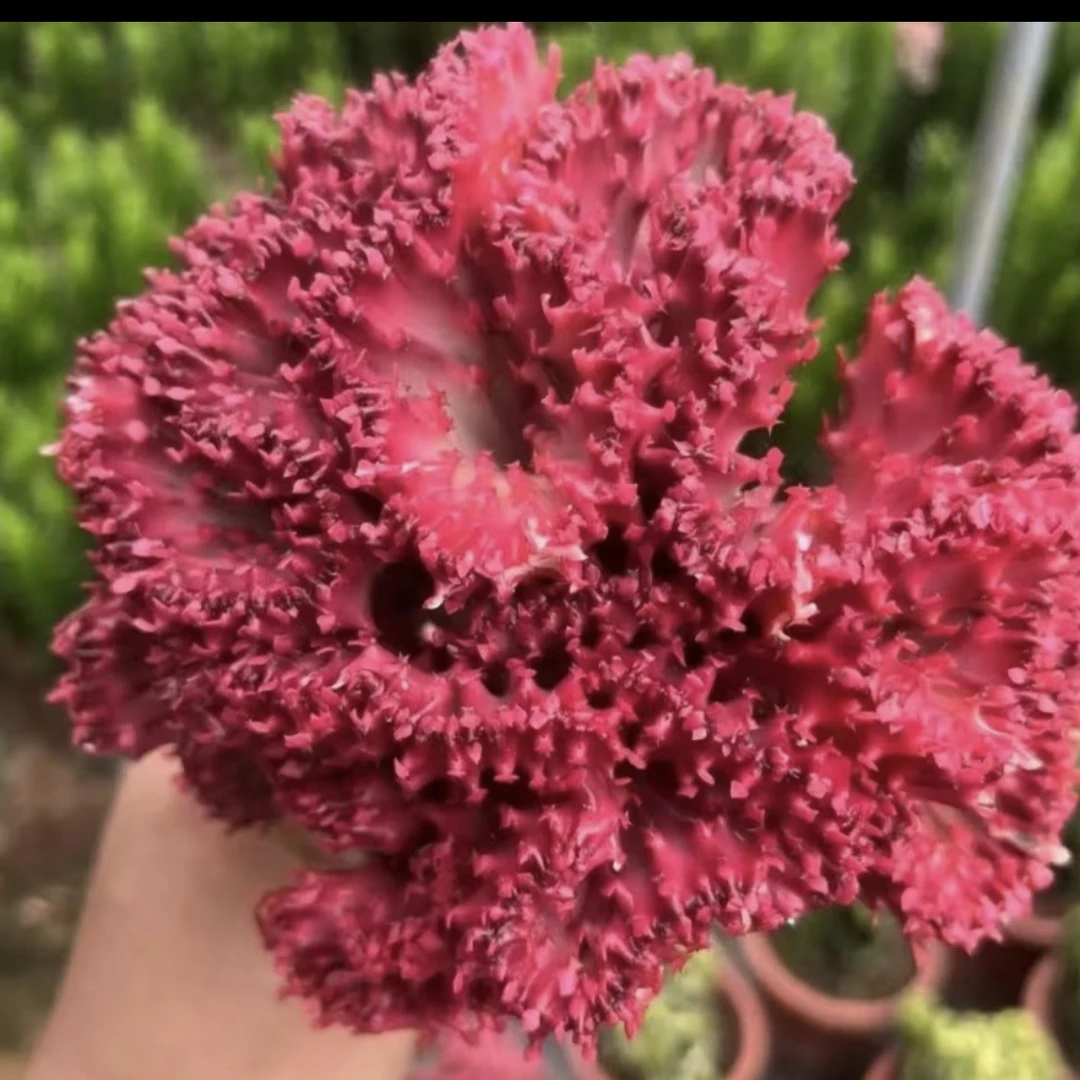 鸡血红麒麟 红酒麒麟 室内外盆景 喜干耐高温仙人掌花卉春峰盆景