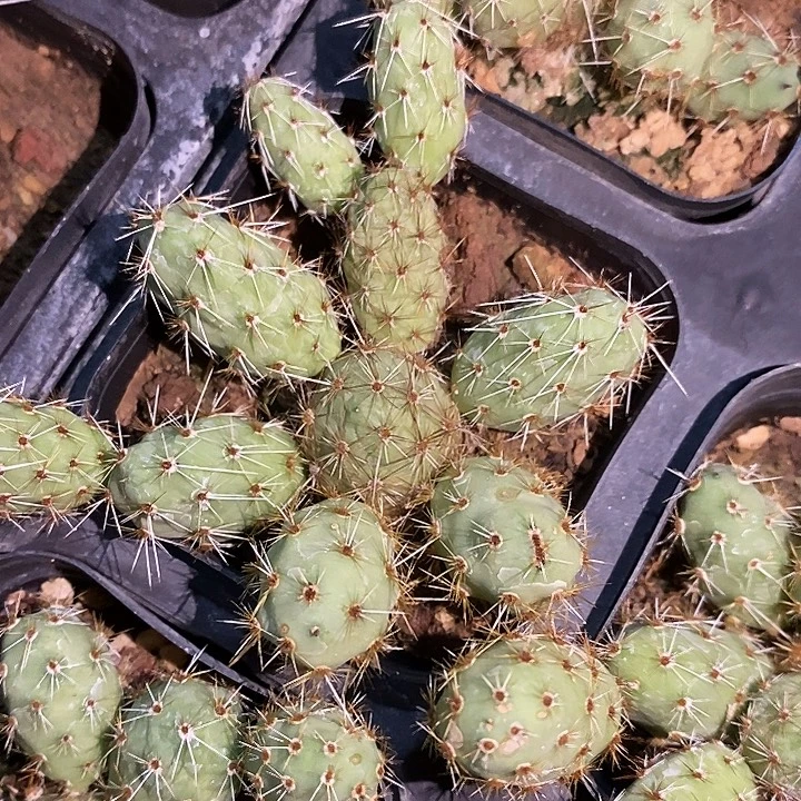 潮流植物金陵团扇一颗