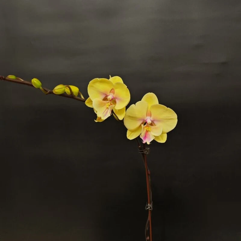 蝴蝶兰[大吉大利]高端室内盆栽带花带苞昆明基地直发