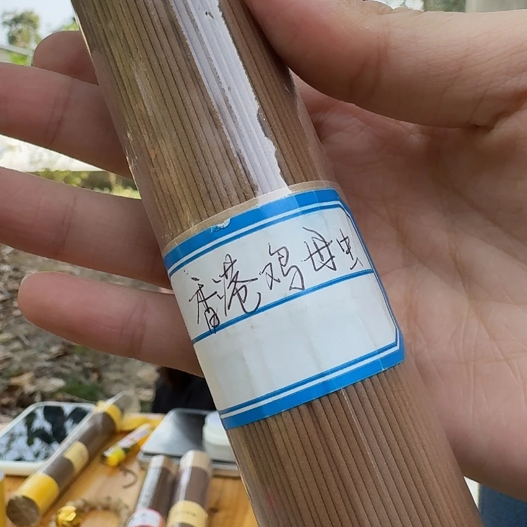 香港鸡母虫线香100克