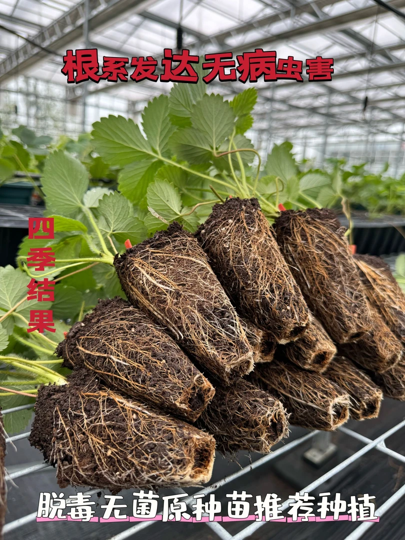 草莓苗纯基质脱毒穴盘苗盆栽地栽阳台室内南方北方均可种植