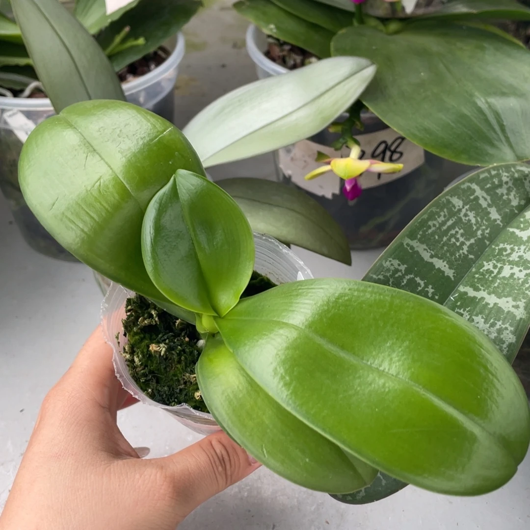 当前无花栽培后可以开花（钟钟专拍）盾交黄故事（少根）