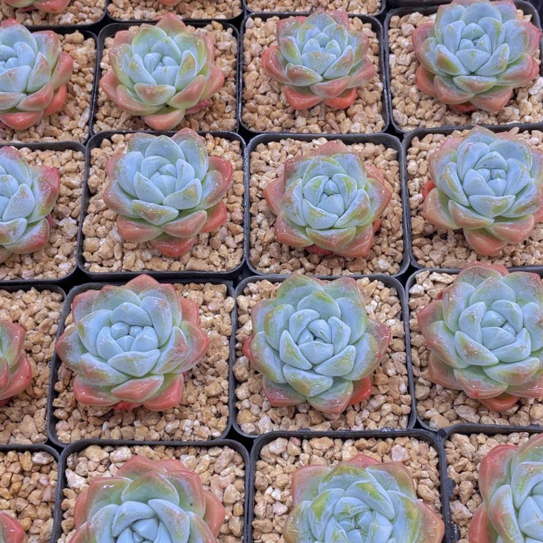 量拍1号 奶油钻石樱花冰玉单头一个