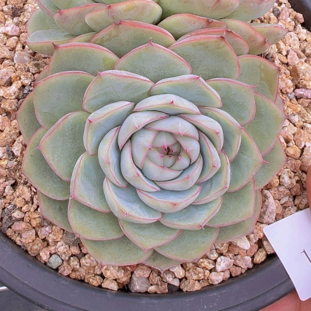 果**台1182肉肉肉肉肉肉