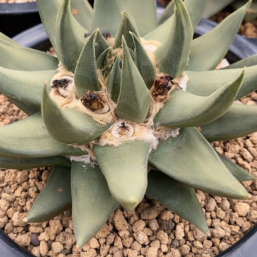 【闪购商品】凌***开实生龙牙