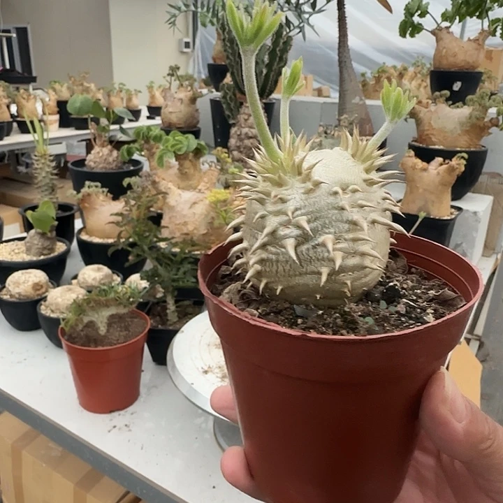 会比大黑带盆土发货