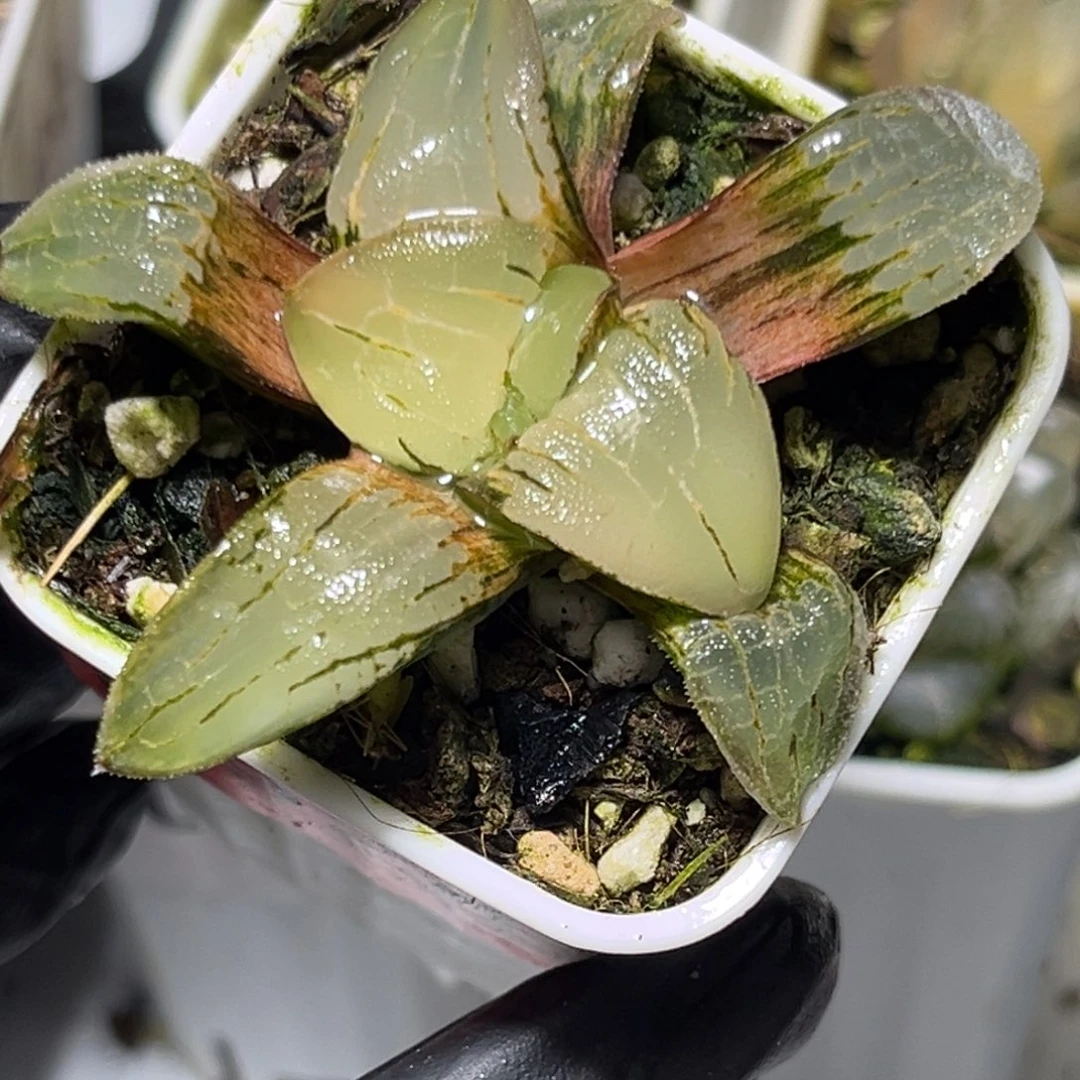 恭喜发财大吉大利0924糯阿多肉