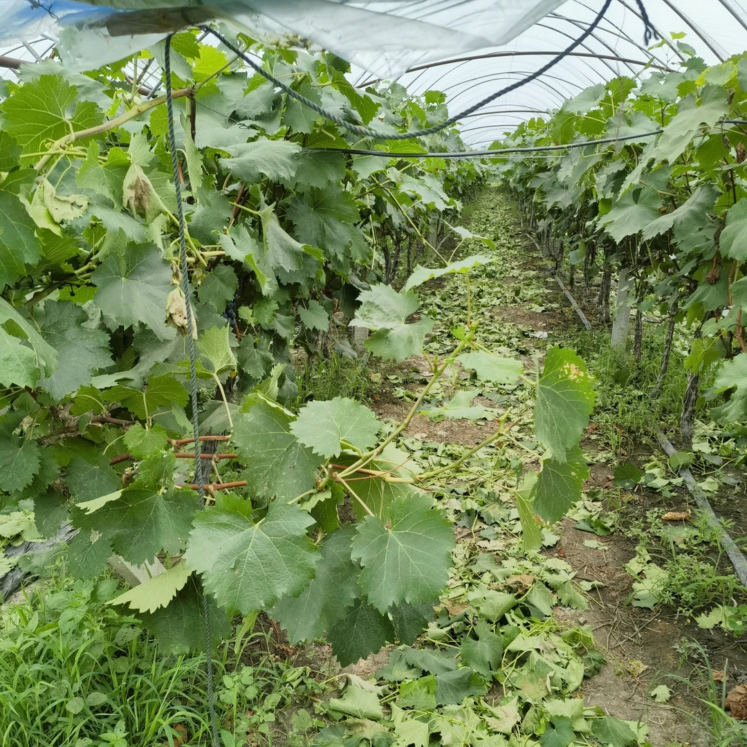 一物一排葡萄树南北方均可种植直播间选择好下单