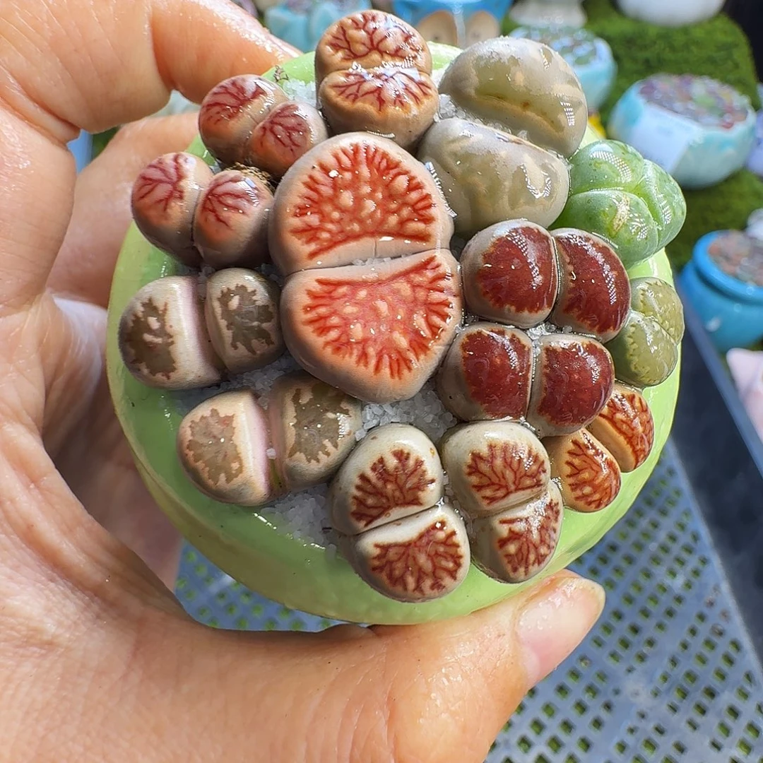 多肉植物福利冲1360