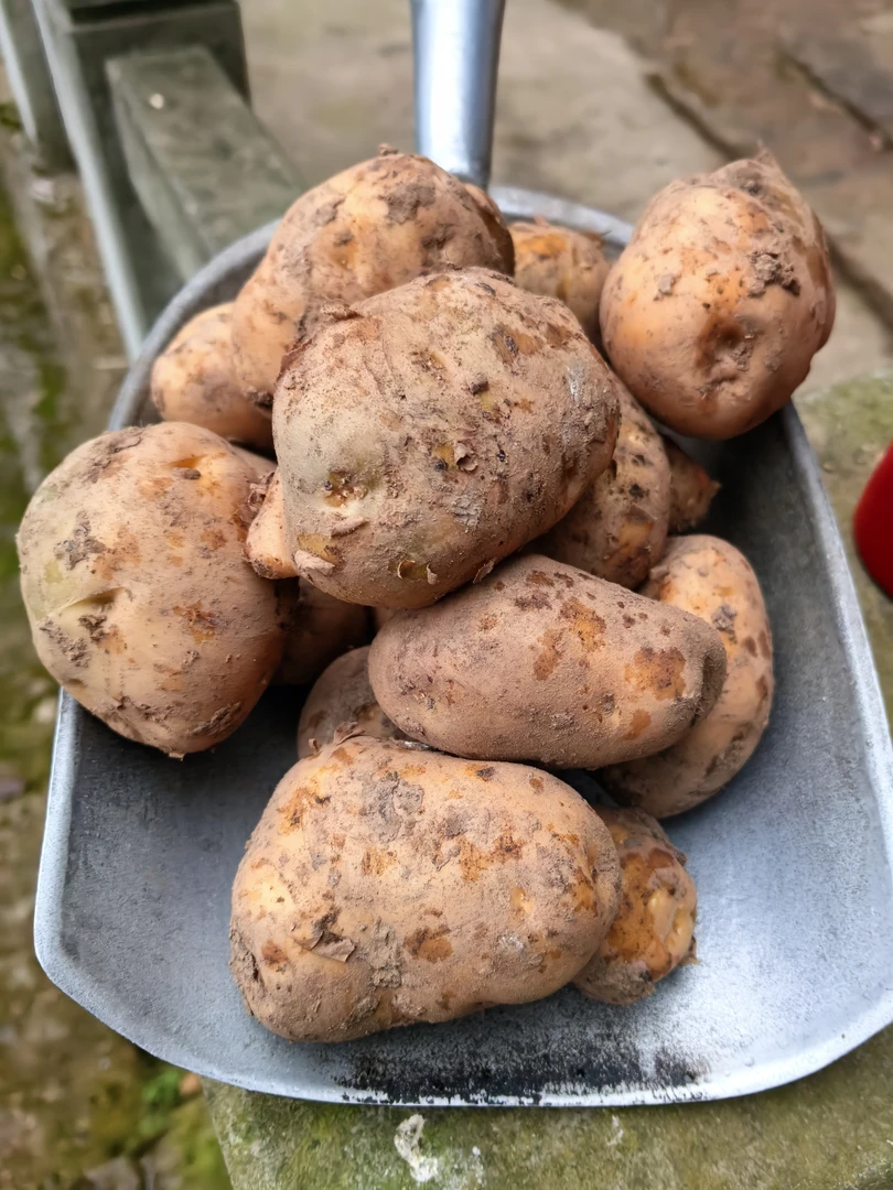 石龙村黑石洞老品种 土豆