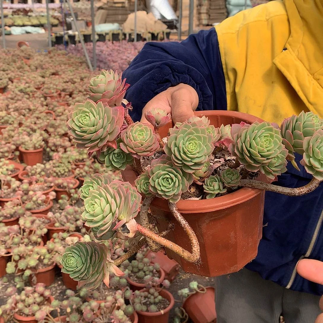 外播多肉绿蔷薇9.9