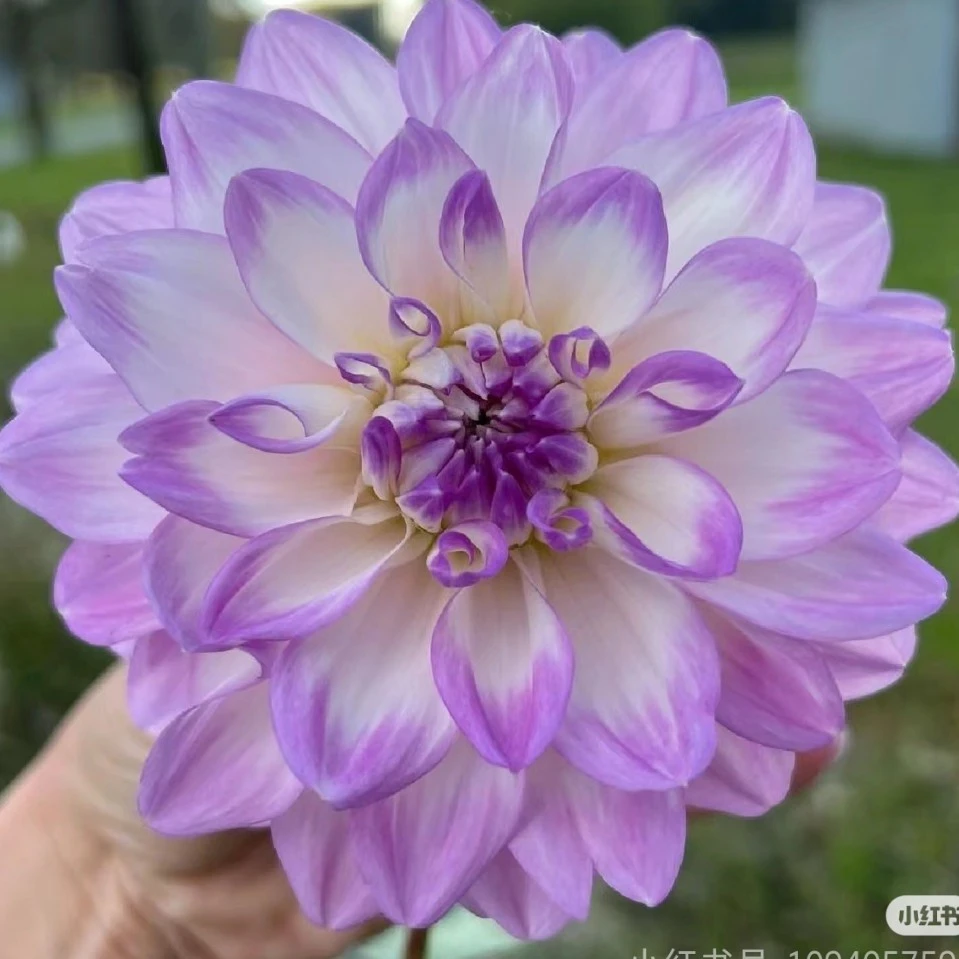 [米兰达]进口大丽花种球对版对色