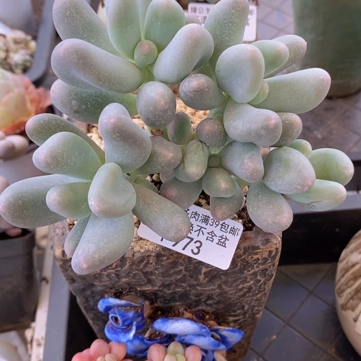 米可奶10cm973多肉植物