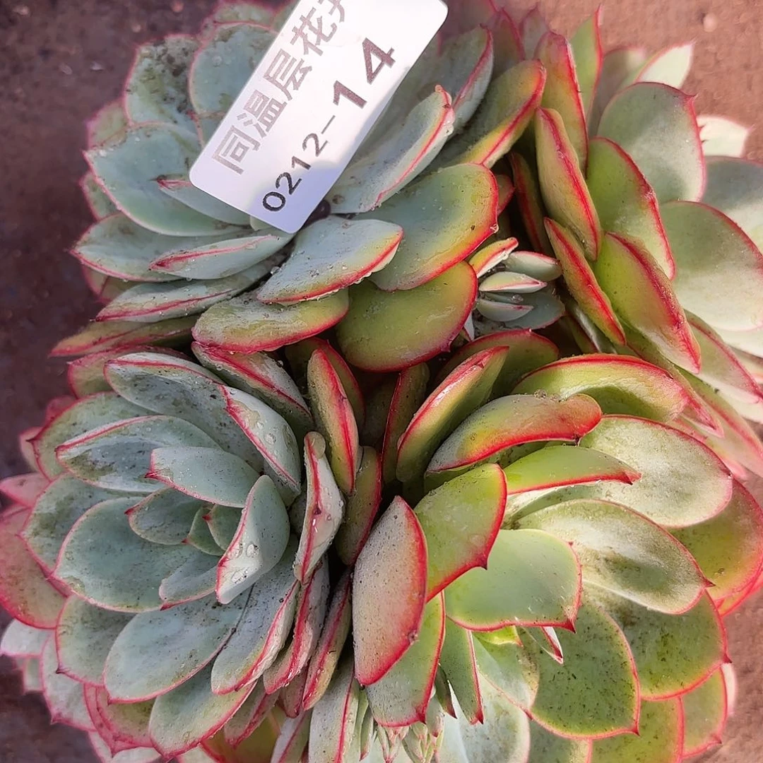 同温层多肉14牡丹亭