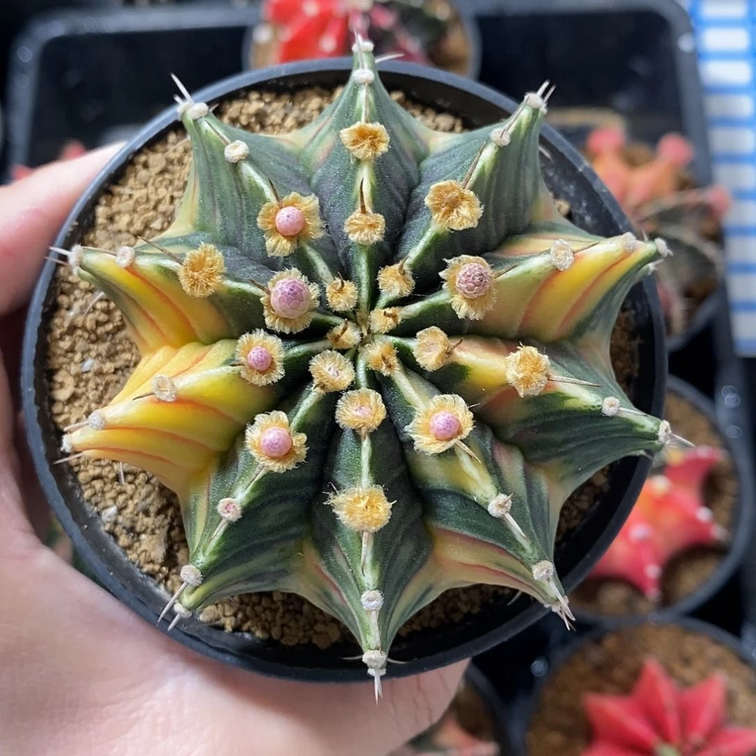 陈*米哈仙人球锦专拍