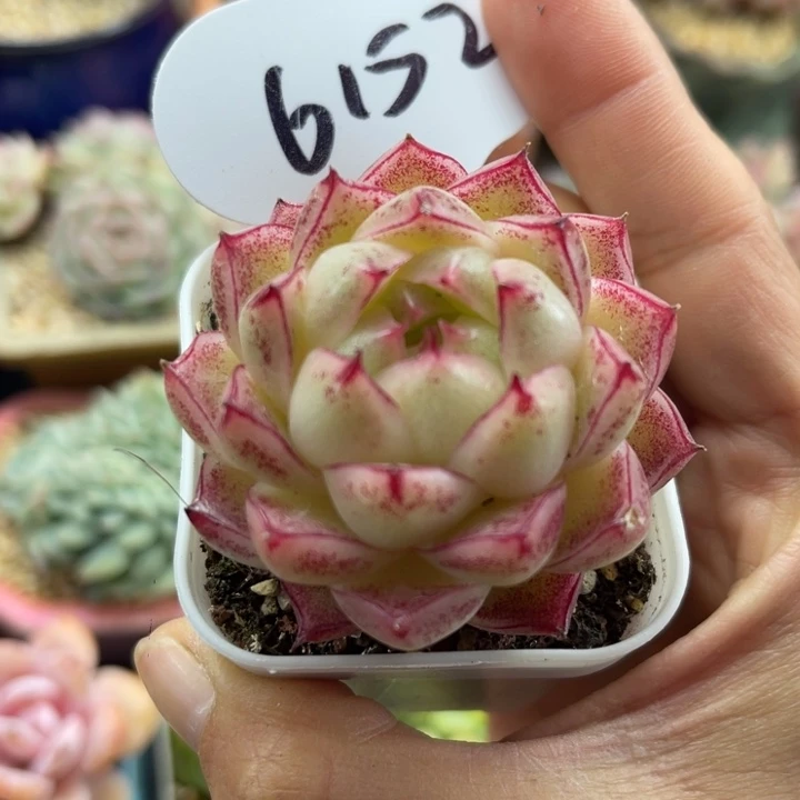 肥圆包边线麦秆6152