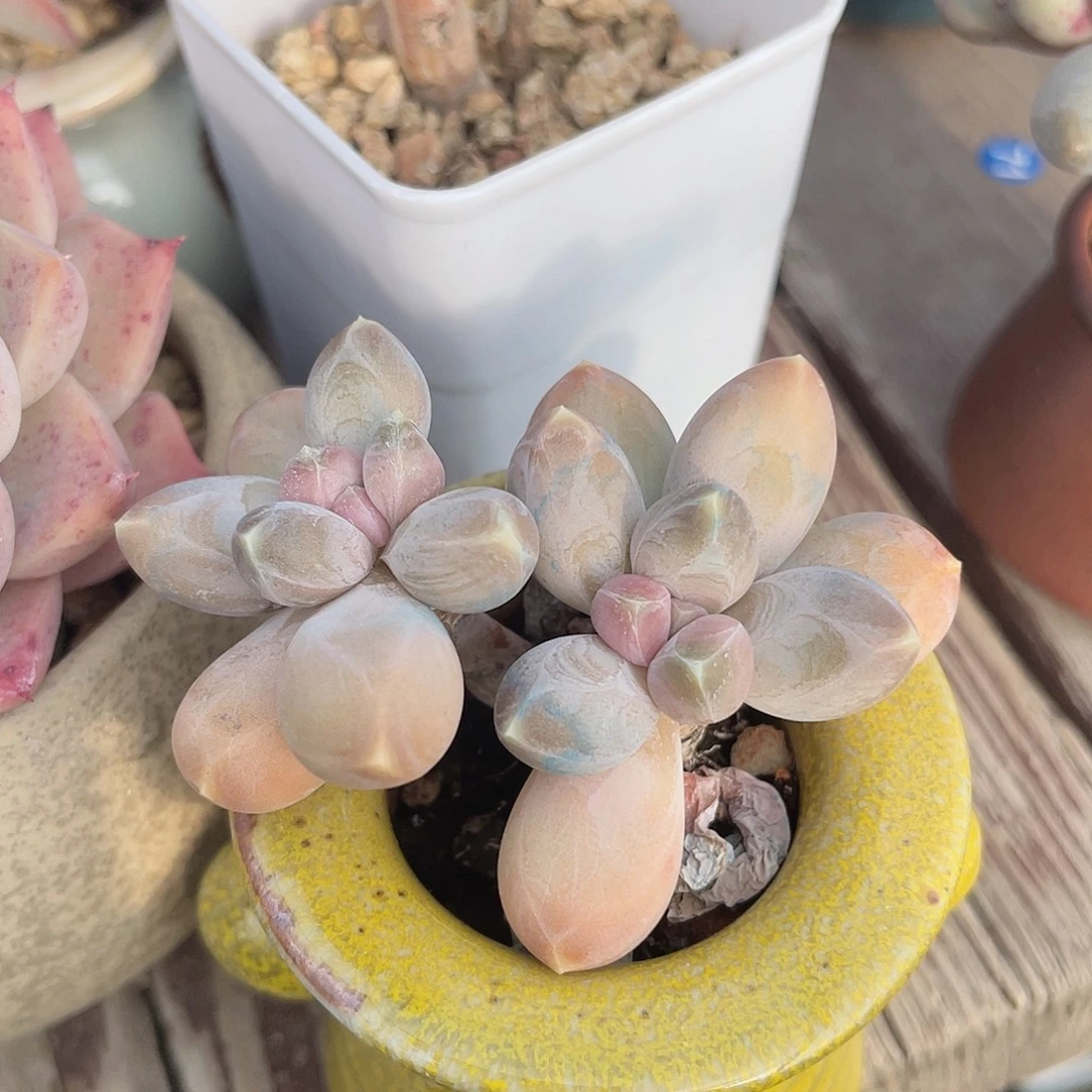 乌拉克拉 脱土发货