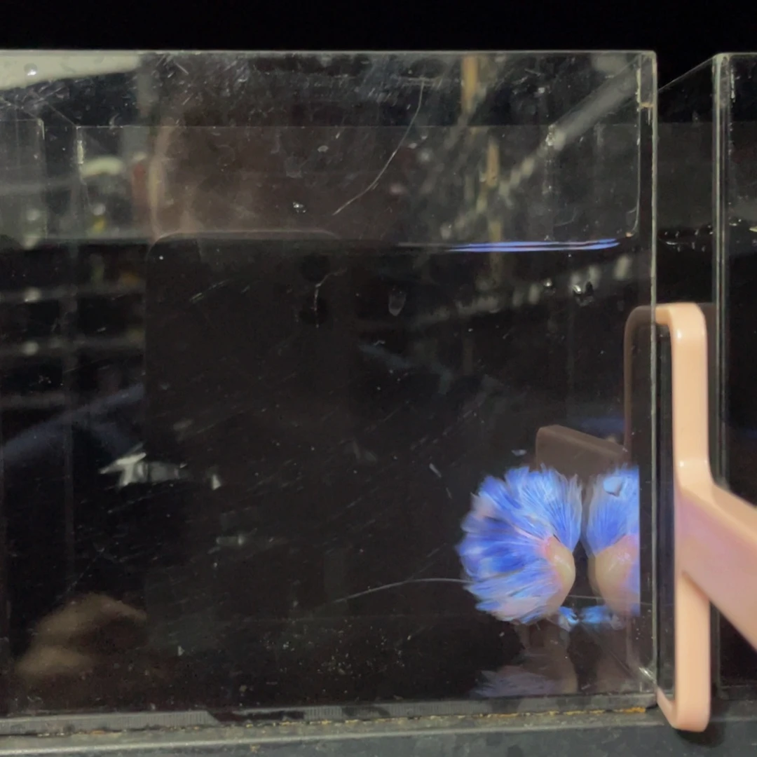 蓝口孵鱼Ahhahaha572