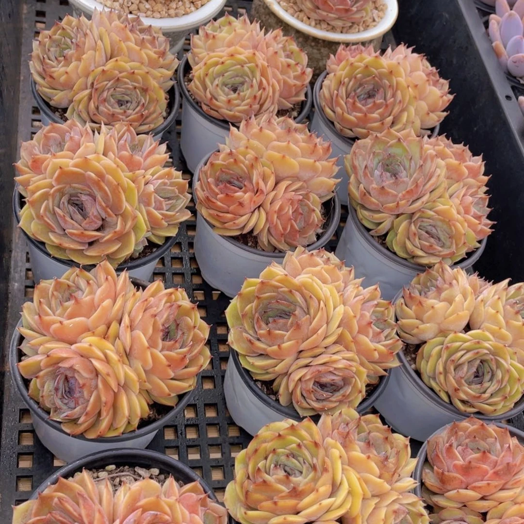 量拍45号 糖心昂斯诺大群生一个