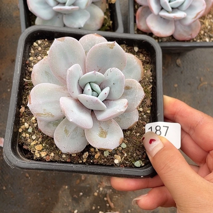 187。 奶茶。      量拍