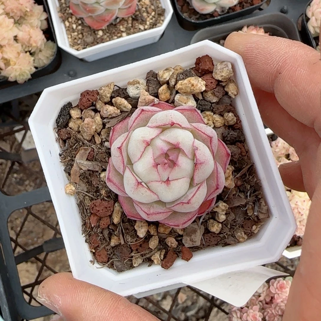 【闪购商品】0221-151女王福利