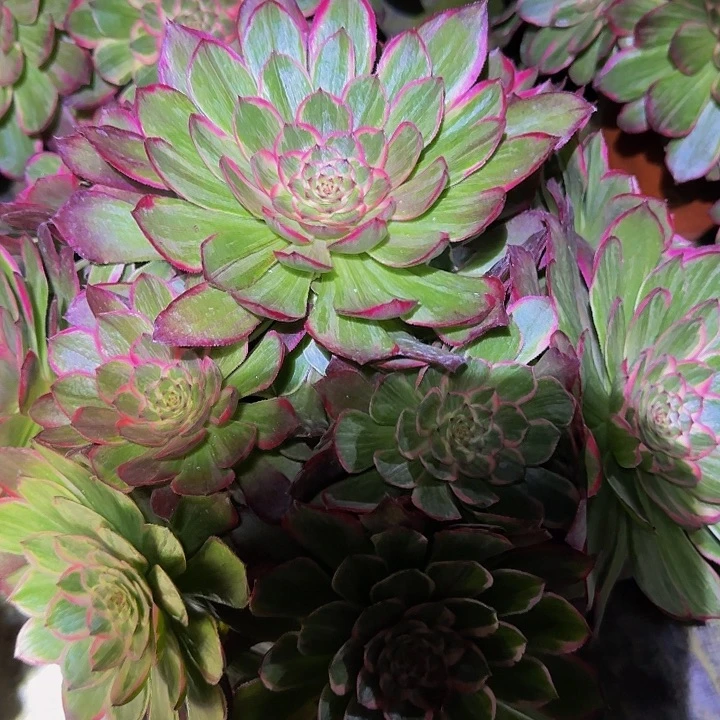 精品莲花巨无霸老桩亏本福利