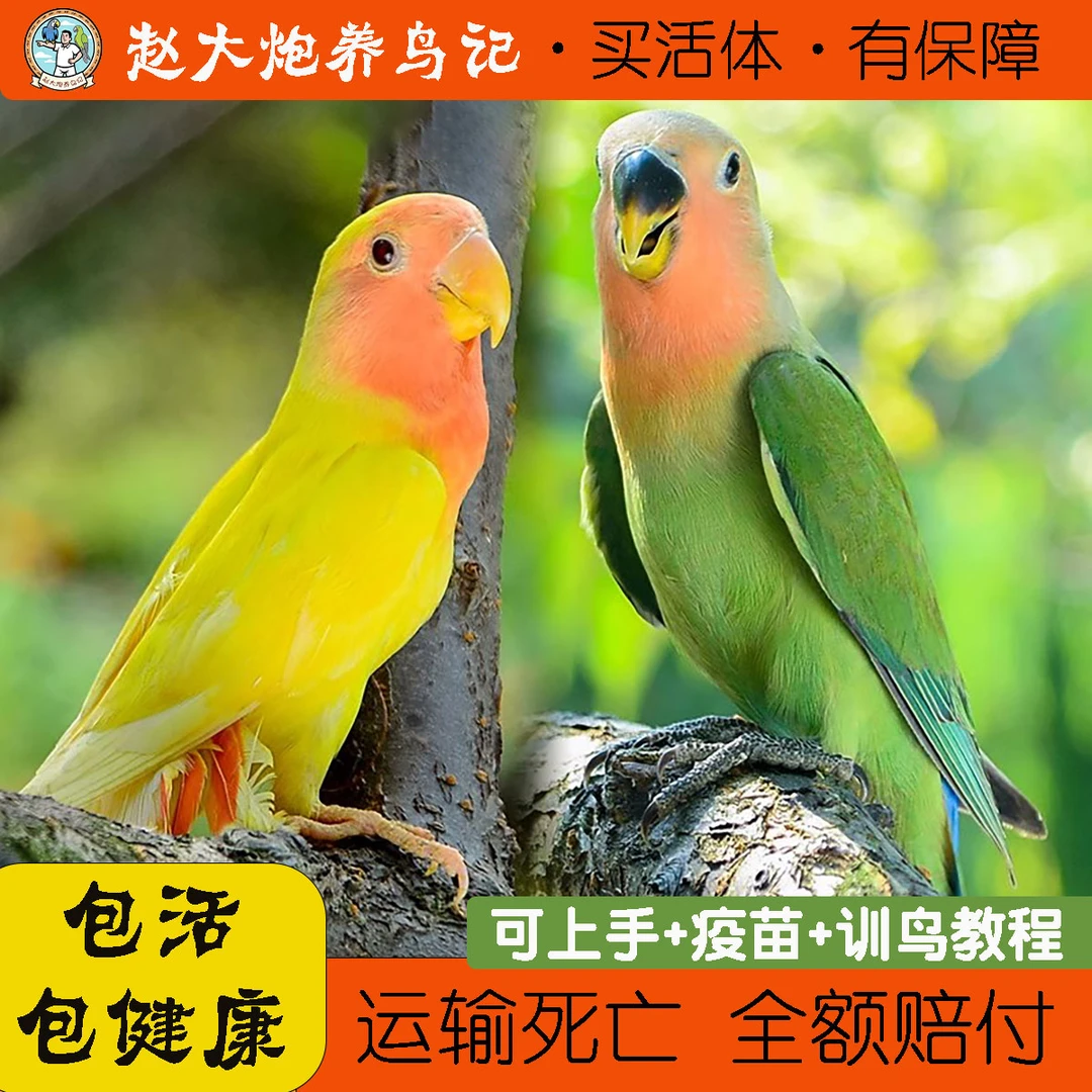牡丹鹦鹉活鸟活物手养黄桃绿桃小鸟会学说话成年繁殖宠物鸟赵大炮
