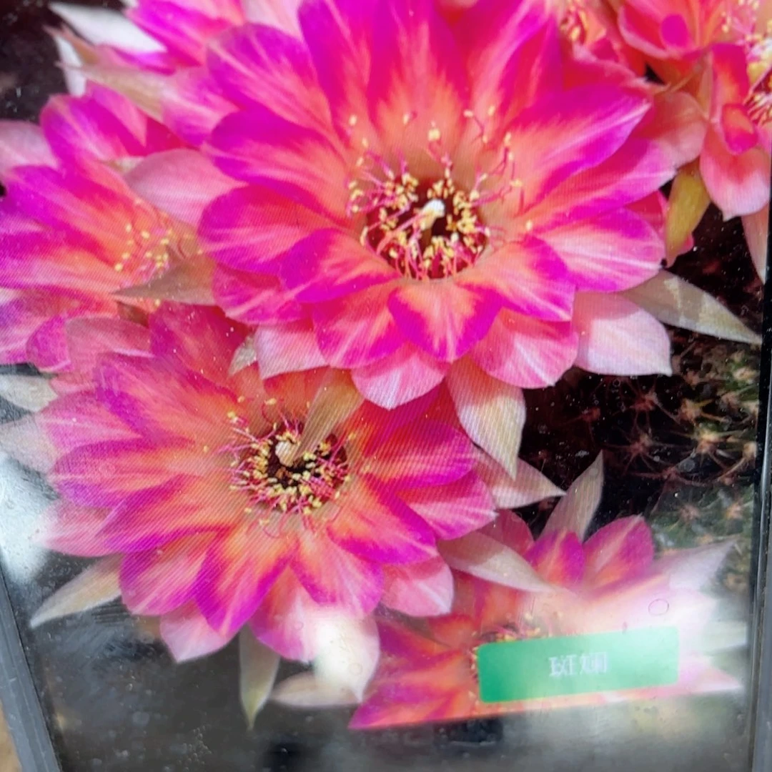 斑斓丽花侧牙20包邮仙人球