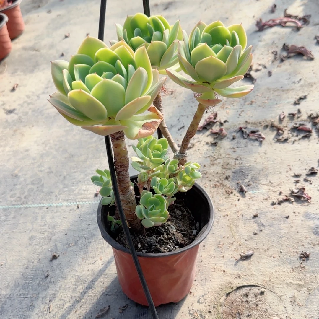 无花朵碧桃大三头