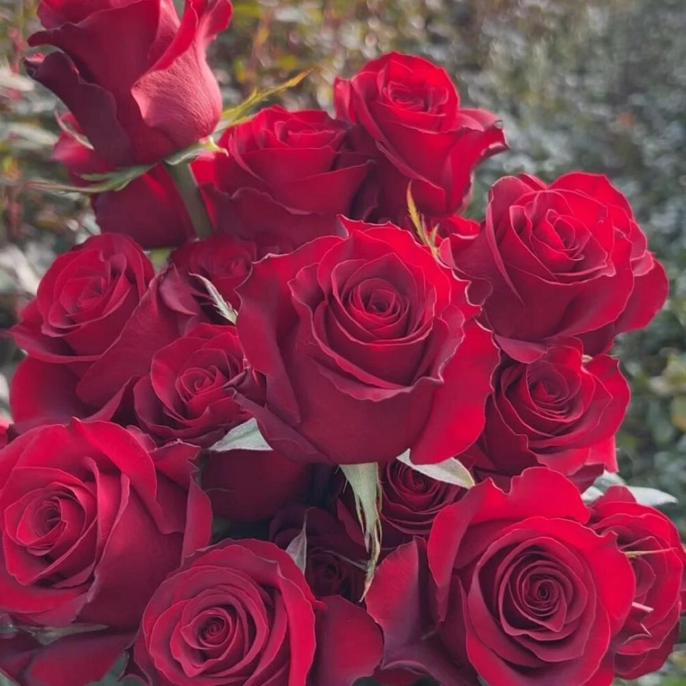 高原红月季花苗开花红丝绒多头红玫瑰花室内阳台庭院四季盆栽花卉